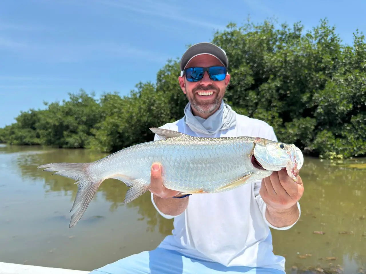 Tarpon in The Mangroves